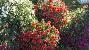 ЧТО ПРОДАЮТ НА СЕЛЬСКОМ РЫНКЕ. Мой отдых. Мой опыт.