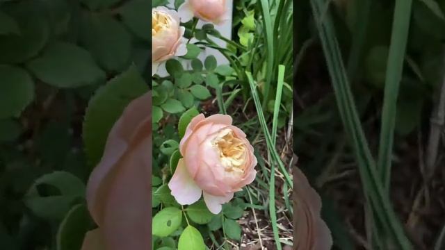 David Austin Rose “Charles Darwin” - Illinois Zone 5 Garden #Shorts