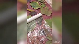 Экопринт на шелке. Кампеш и чёрный рис.