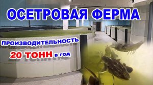 Осетровая ферма. Производительность - 20 тонн в год. Обзор УЗВ.