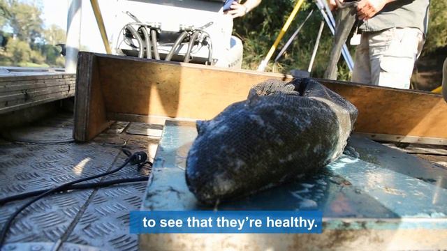 Monitoring lungfish in the mid-Brisbane River смотреть онлайн