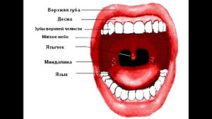 квасцы жженые