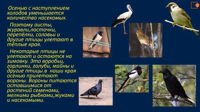 Птицы нашего края. ОНМ смотреть онлайн