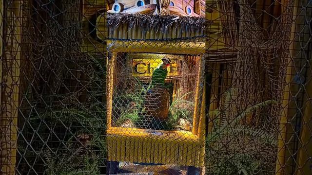 OCNJ Golden Galleon Golf Parrot Animatronic 2022