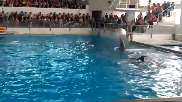 Дельфинарий Набережные Челны - 4 смотреть онлайн