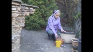 Сажаем гладиолусы в контейнер