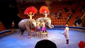 Лучшее ослепительное Шоу "Карнавал слонов" в Астрахани!