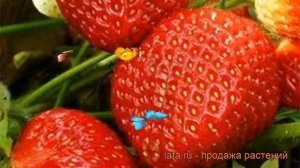 Земляника садовая Симфония (fragaria ananassa) ? обзор: как сажать, рассада земляники Симфония