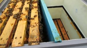 как сделать из  10 рамочного дадана с магазинами, улей на 12 и 14 гнездовых рамок с магазинами