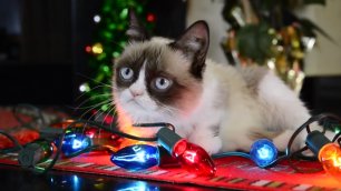 Трудно быть котиком в Рождество (при участии Grumpy cat)