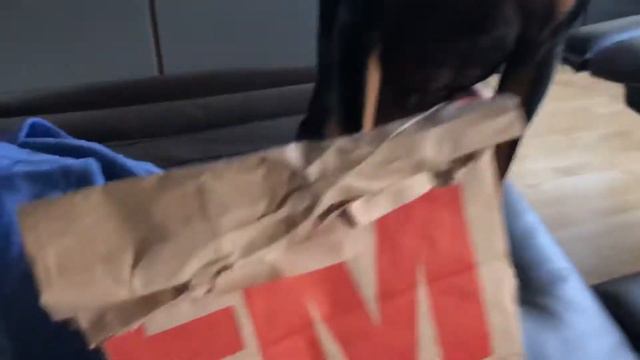 Собака улыбается. Русский той очень хочет бургер 😂 смотреть онлайн