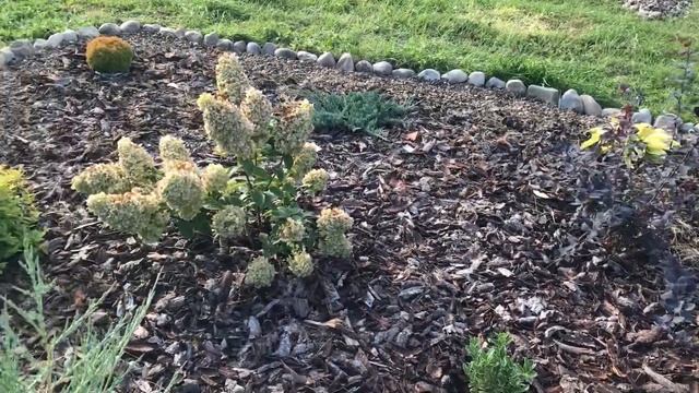 Как организовать цветник на даче.Оформление миксбордера, за копейки , но красиво:)) смотреть онлайн