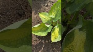 Хосты(лето 2021) сад хост в Бийске #хосты#хоста#сад#садоводство