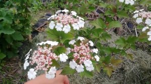 Viburnum sargentii 'onondaga' Калина саржента онондага