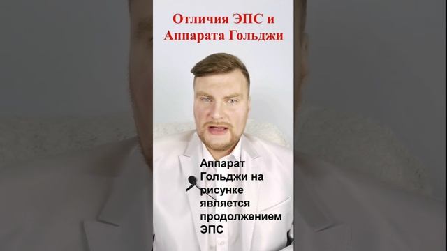 Отличия ЭПС и Аппарата Гольджи. ЕГЭ Биология. ЕГЭ 2022. смотреть онлайн