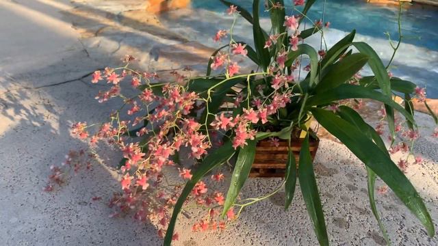 Oncidium Care Tips, Rosy Sunset ‘F’, My Pretty Girl смотреть онлайн