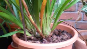 Как цимбидиум разрушил миф. Как я выращиваю цимбидиумы.