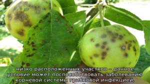 Яблоня Солнцедар