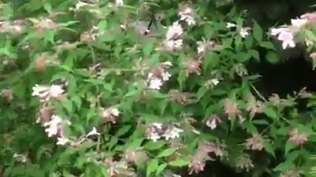 Цветущие кустарники май 2014 смотреть онлайн