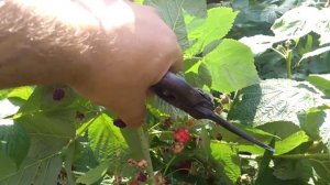 Подготовка древовидной малины к зиме