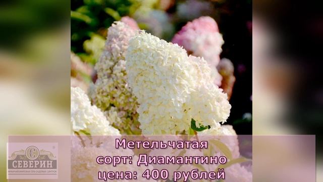 Принимаем заказы на гортензии ОКС!!! смотреть онлайн