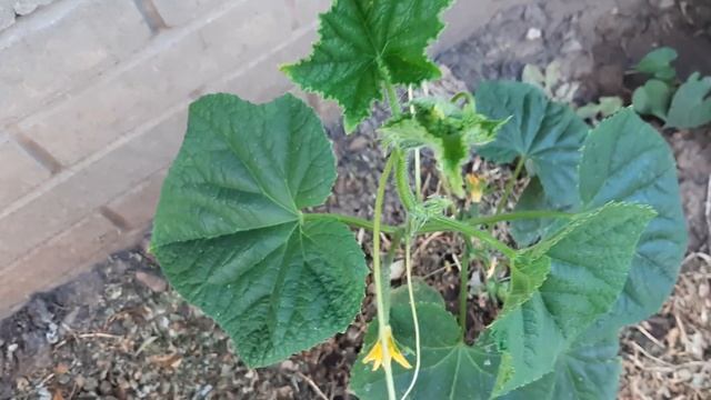 Желтеют Увядают листья на Огурцах Внесите это Продлеваем плодоношение Огурцов до Осени.