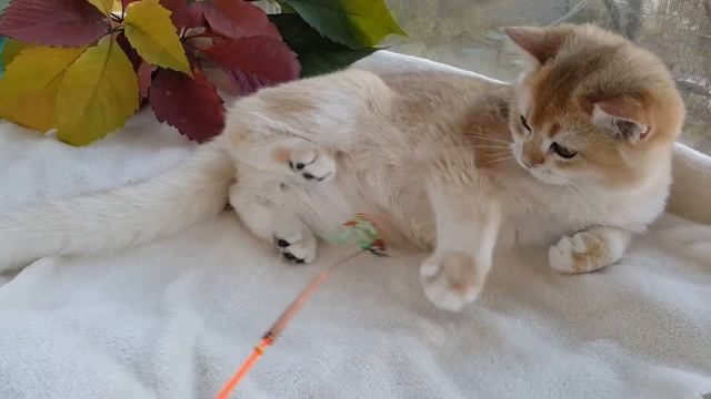 Котик британский, золотая шиншилла 4 месяца