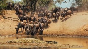 Природный заповедник Серенгети