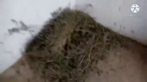 Quyon boqish usullari sir-asrorlarini urganamiz