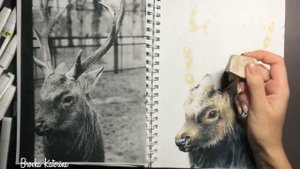 Как нарисовать оленя маркерами. Шерсть животных спиртовыми маркерами