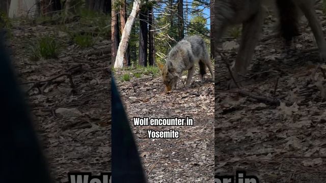 Wolf Encounter #yosemite #nature #yosemitenationalpark #nationalpark #waterfall #hiking #travel