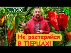 СЕКРЕТ БОЛЬШОГО УРОЖАЯ ПЕРЦА. Всё просто. Только есть маленькая хитрость!