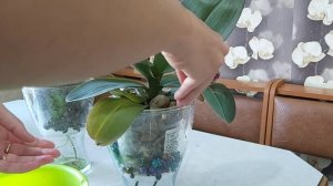 ?Корни растут ЖИРНЫЕ в такой посадке, усовершенствую к ЛЕТУ ? фитильный полив из вазы