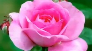 поздравления с днем рождения   РОЗЫ для РОЗЫ!!!