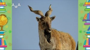 Школа Шишкиного Леса. Природоведение. Дикие и домашние козы