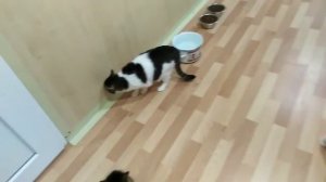 Приют за 3 минуты