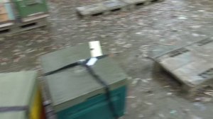 Медведи тоже любят тепло