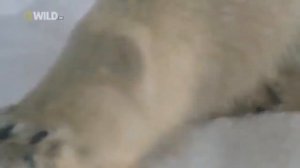 Белый медведь. Суперхищники