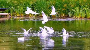 Вадим Кузема - Нежность