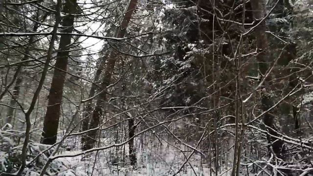 Горный снежный лес, белый снег, умиротворительная красота смотреть онлайн
