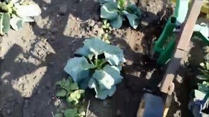 Выращивание капусты Агресор F 1.