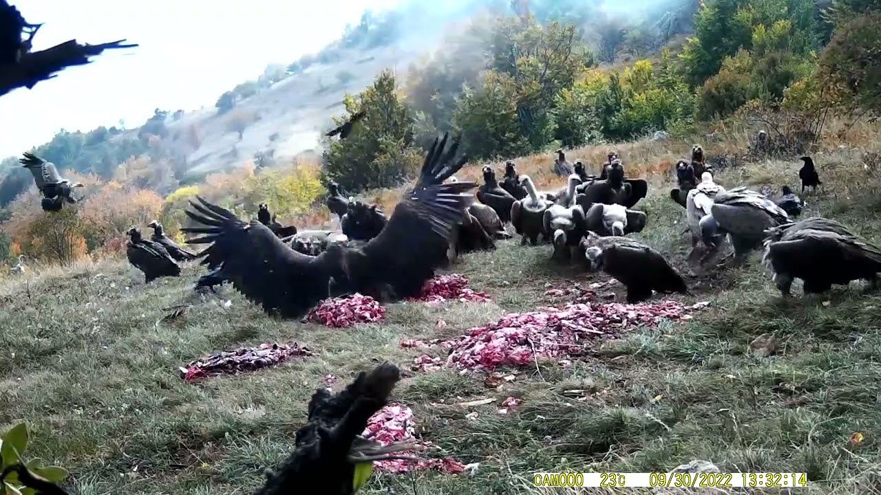 Для самых крупных птиц Крыма устроили "пикник"