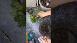 Укореняем розы   Черенкование, как садить розы