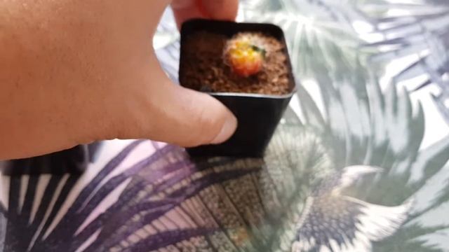 Gymnocalycium Damsii Variegated смотреть онлайн