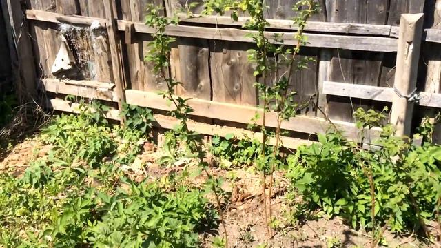 Олин газон у дома. смотреть онлайн