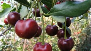 Вишня Ашинская Степная - общее описание сорта