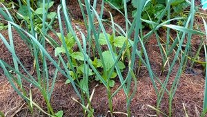 Чеснок из бульбочек от А до Я