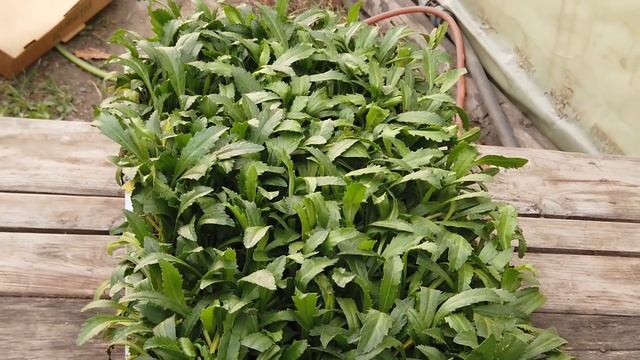 Импортная Рассада Цветов. НОВИНКИ!!! Цены! смотреть онлайн