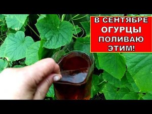 ЭТИМ ОРГАНИЧЕСКИМ УДОБРЕНИЕМ ПОЛИВАЮ ОГУРЦЫ В СЕНТЯБРЕ! Продлеваем сбор урожая Огурцов до морозов