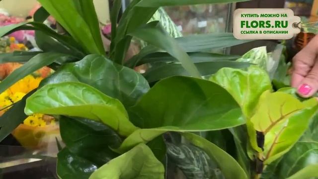 #49 Обзор комнатных растений | Капсикумы, хамедореи, сингониумы, драцены, фиттонии, орхидеи смотреть онлайн